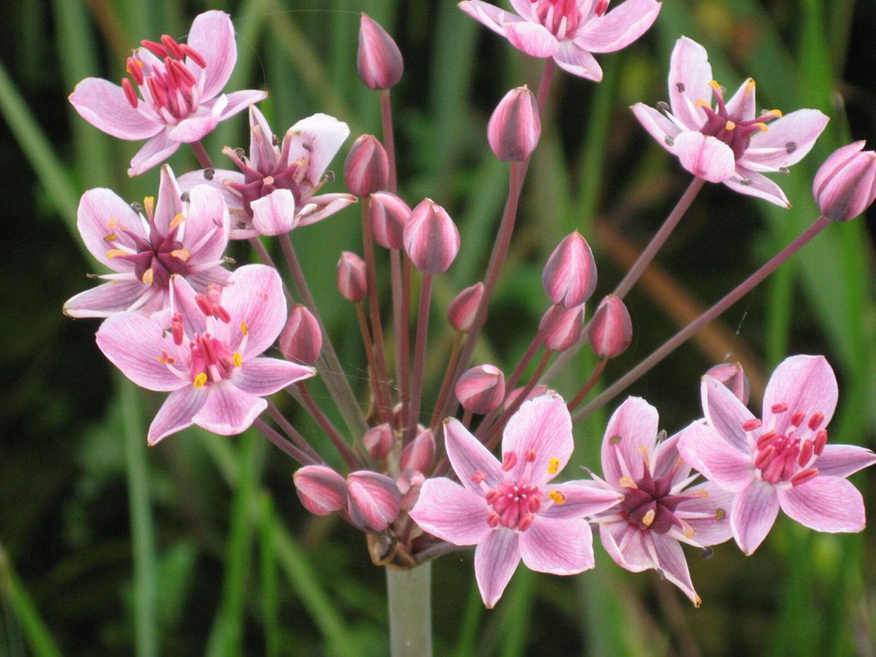 Butomus umbellatus / Giunco fiorito